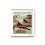 Sand Buntings Framed Canvas Print