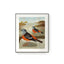 Sand Buntings Framed Canvas Print