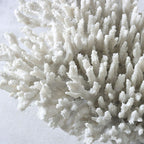 Rami Naturalistic Coral Sculpture