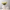 Sepal Vase