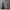 Lares Vase